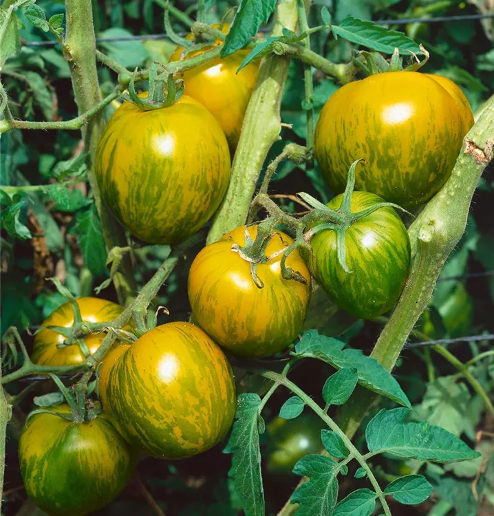 Tomate 'Green Zebra'