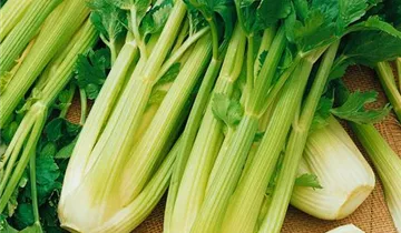 Zum Vergrößern klicken Bildvorschau