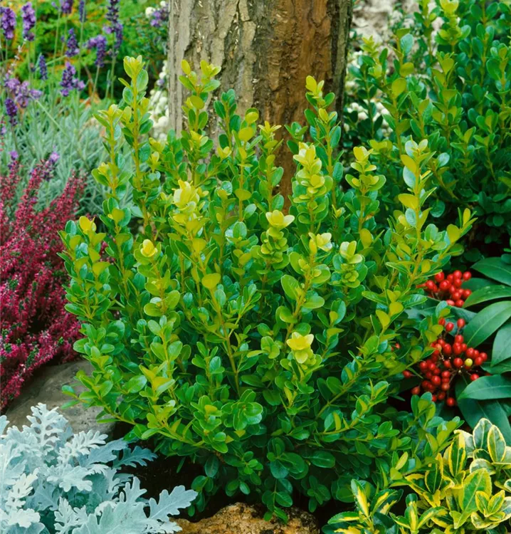 Kleinblättriger Buchsbaum