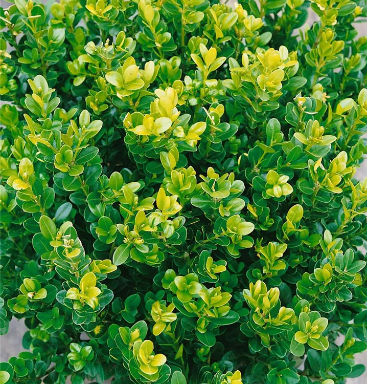 Kleinblättriger Buchsbaum 'Faulkner'