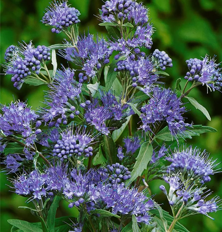 Bartblume