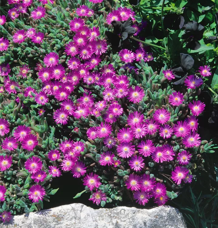 Zwergige-Mittagsblume