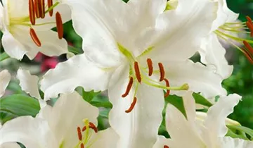 Zum Vergrößern klicken Bildvorschau