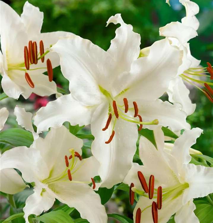 Orientalische Lilie Orientalische Lilie