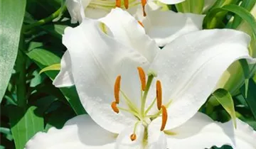 Zum Vergrößern klicken Bildvorschau