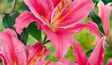 Zum Vergrößern klicken Bildvorschau