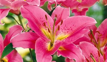 Zum Vergrößern klicken Bildvorschau