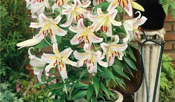 Zum Vergrößern klicken Bildvorschau