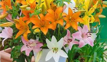 Zum Vergrößern klicken Bildvorschau