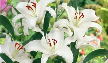 Zum Vergrößern klicken Bildvorschau