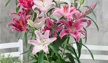 Zum Vergrößern klicken Bildvorschau