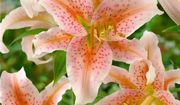 Zum Vergrößern klicken Bildvorschau