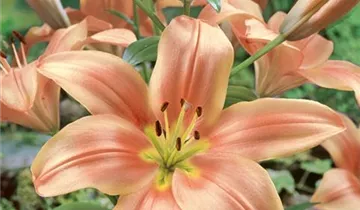 Zum Vergrößern klicken Bildvorschau