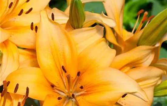 Garten-Lilie Garten-Lilie