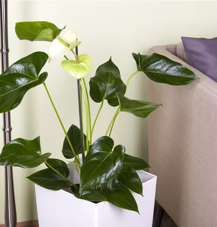 Flamingoblume, weiß