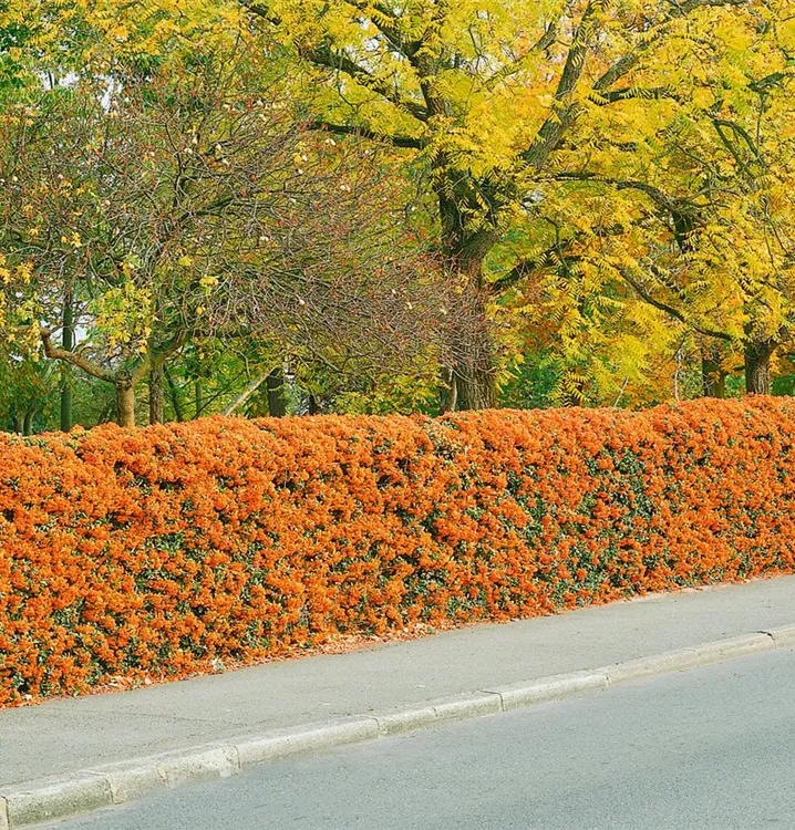 Mittelmeer-Feuerdorn