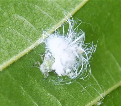 Blattsauger oder Blattfloh an Erlen