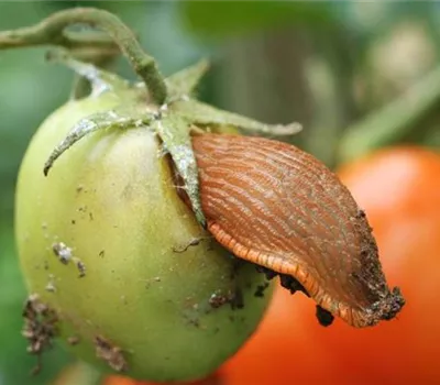 Schnecken an Tomaten