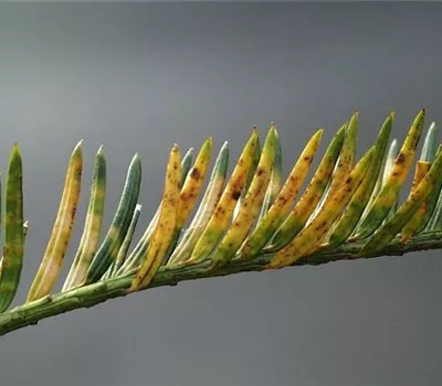 Vergilbungen und Verbräunungen an Eiben