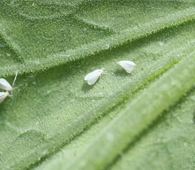 Weiße Fliege an Tomaten