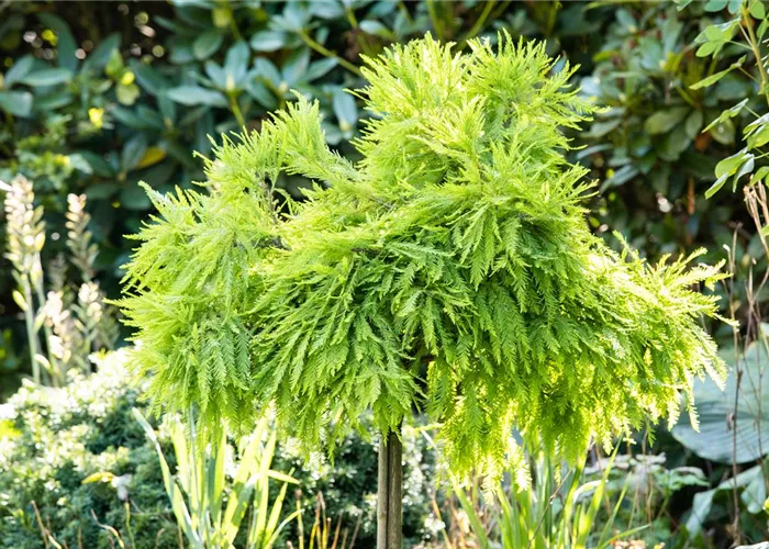 Auf in den Garten – der große Auftritt der Nadel- und Laubgehölze Auf in den Garten – der große Auftritt der Nadel- und Laubgehölze