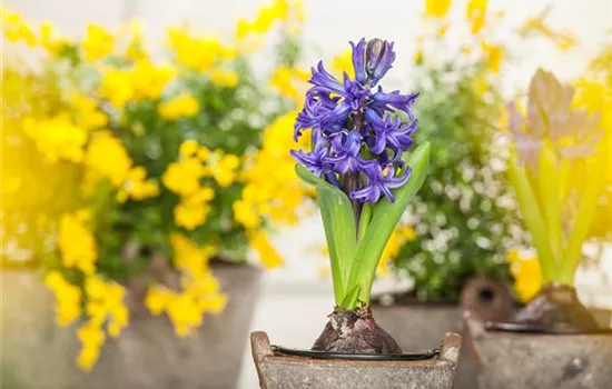 Frühblüher sorgen für einen bunten Start ins Frühjahr