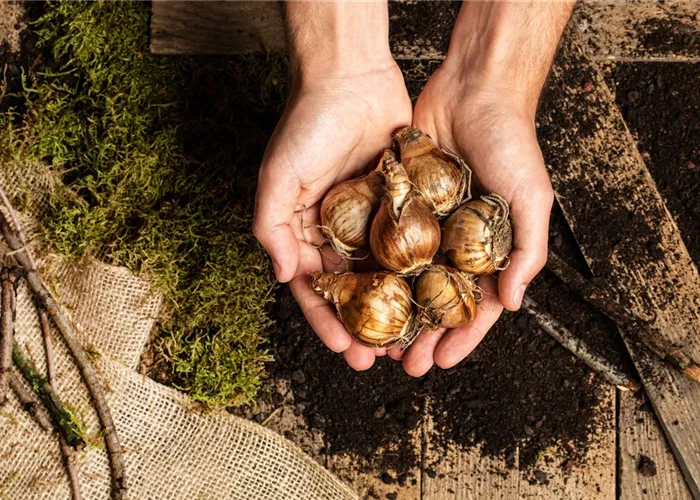 Für Frühlingsfreuden: Blumenzwiebeln pflanzen im Herbst Für Frühlingsfreuden: Blumenzwiebeln pflanzen im Herbst