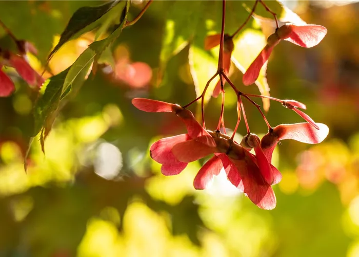 Gartenarbeit im Herbst - Das richtige Gartenzubehör macht’s Gartenarbeit im Herbst - Das richtige Gartenzubehör macht’s