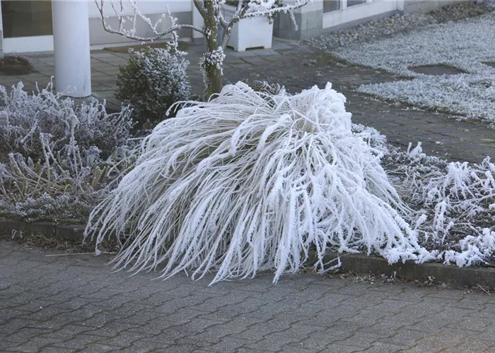Winterharte Gräser - Pflegeleicht und sehr robust Winterharte Gräser - Pflegeleicht und sehr robust