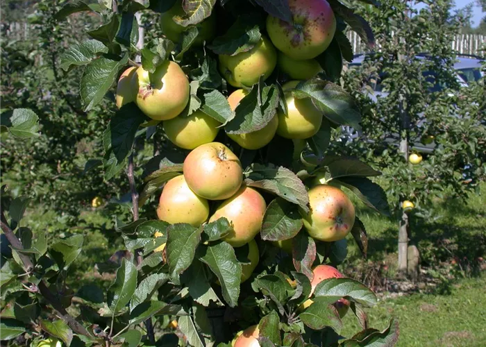 Die Streuobstwiese – Gesundheit zum Selberpflücken