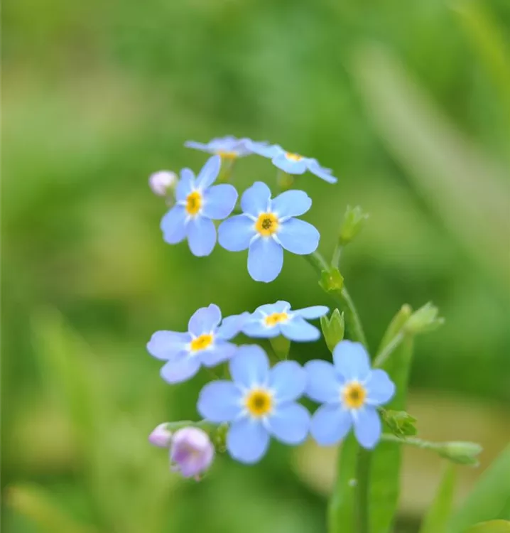 Sumpf-Vergissmeinnicht