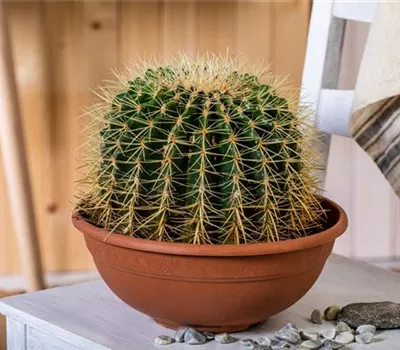Kakteen und Sukkulenten kaufen für ein tolles Klima Kakteen und Sukkulenten kaufen für ein tolles Klima