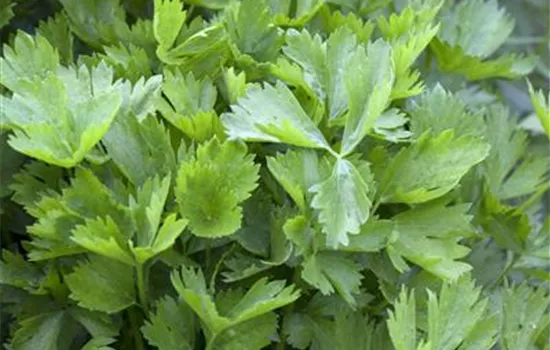 Echter Sellerie Echter Sellerie