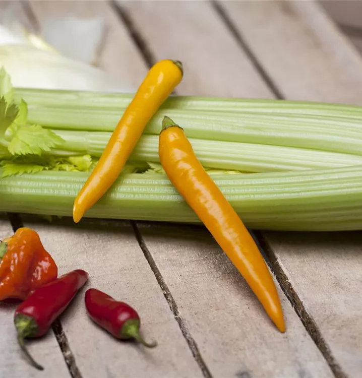 Bleich-Sellerie Bleich-Sellerie