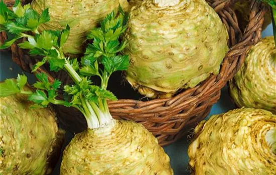 Knollensellerie Knollensellerie