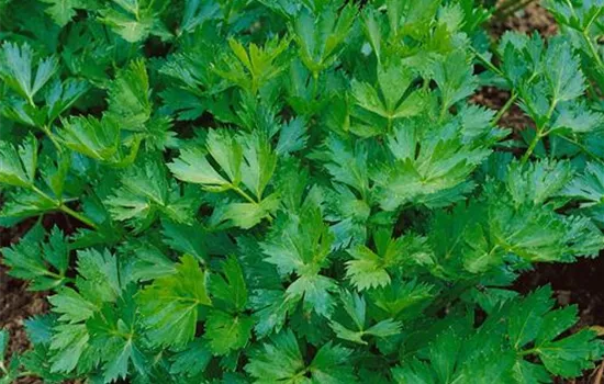 Schnitt-Sellerie Schnitt-Sellerie