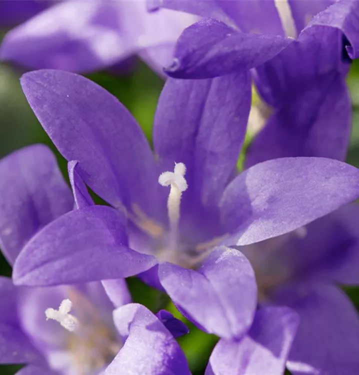 Glockenblume 'Blue Planet'