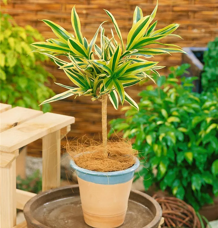 Dracaena