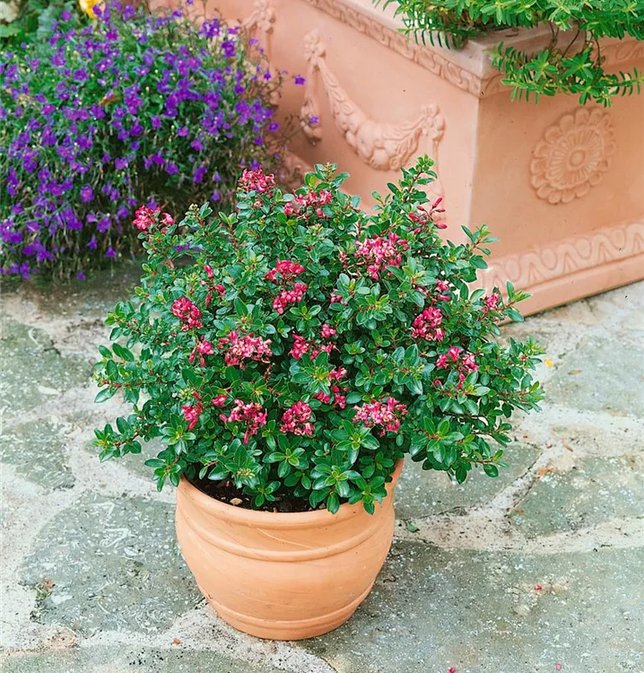 Andenstrauch 'Red Dream'