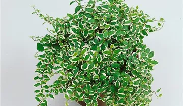 Zum Vergrößern klicken Bildvorschau