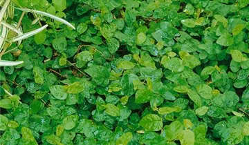 Zum Vergrößern klicken Bildvorschau