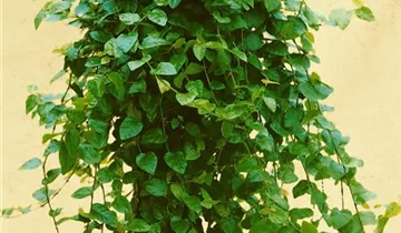 Zum Vergrößern klicken Bildvorschau