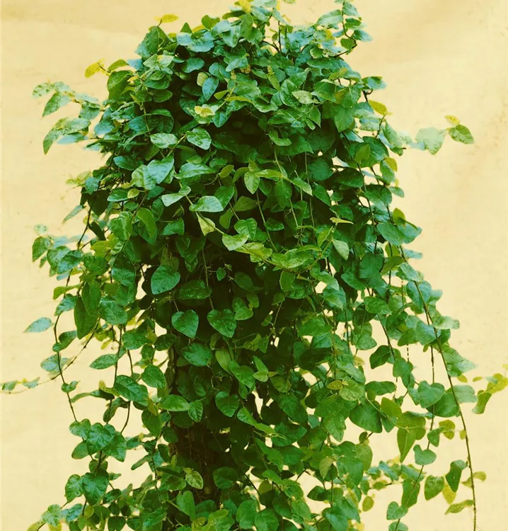 Kletter-Feige Kletter-Feige