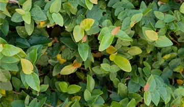 Zum Vergrößern klicken Bildvorschau