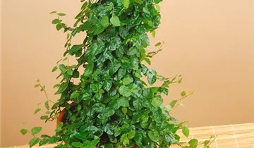 Zum Vergrößern klicken Bildvorschau