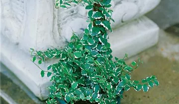 Zum Vergrößern klicken Bildvorschau