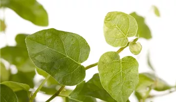 Zum Vergrößern klicken Bildvorschau