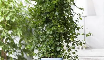 Zum Vergrößern klicken Bildvorschau