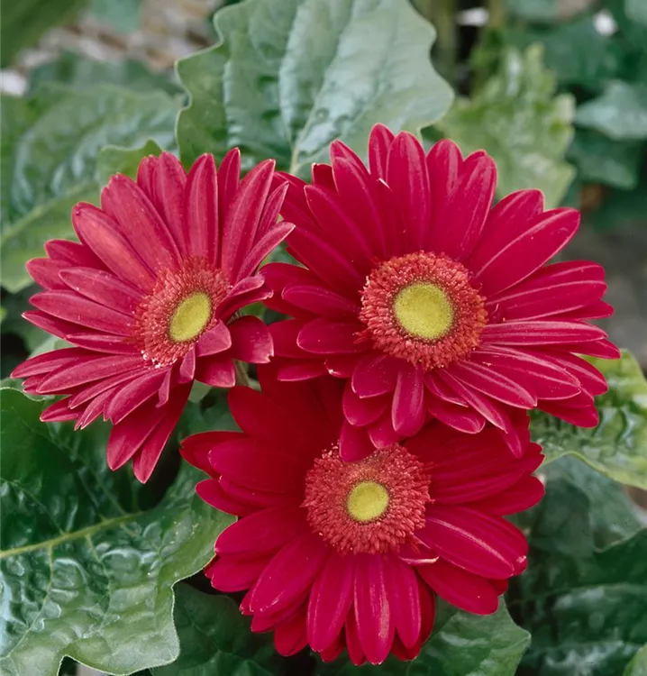Gerbera