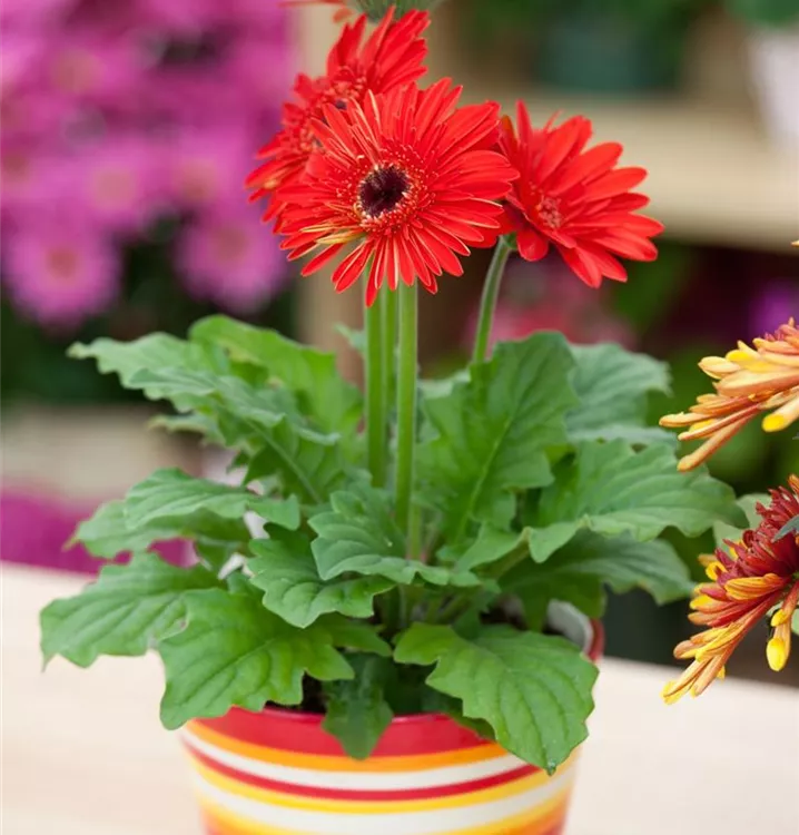 Barberton-Gerbera